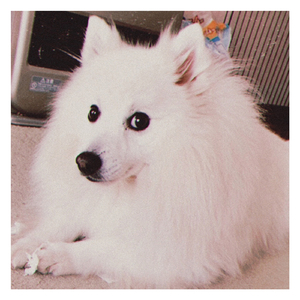 おはよう ただいま おやすみ