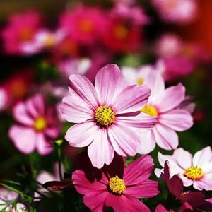 我爱的人你在哪里（对唱版）