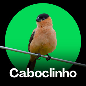 Caboclinho Dó Ré Mi Relaxante