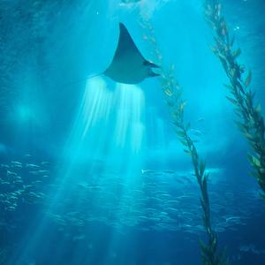 ocean