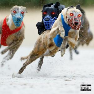 Greyhound