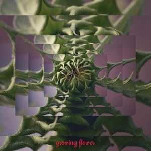 Growing Flower