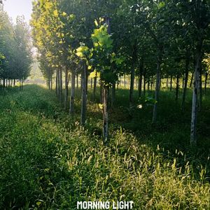 Morning light