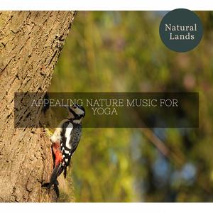 Cheerful Night Desert Aura