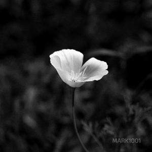 Pride (2025 Original Mix)