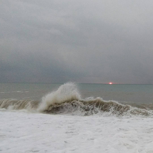 Птица на рыбе