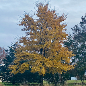 Preoccupied by a Pleasing Panopticon