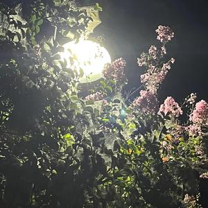 iWANTTHiS (NO DRUMS)