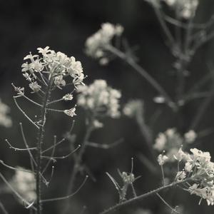 Thru The Flowers