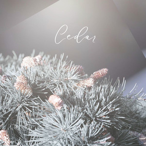 Cedar