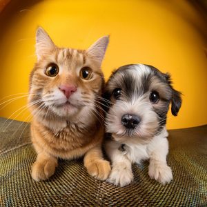 Sonidos Tranquilos Para Mascotas Felices