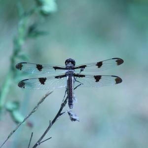 बस ऐसे ही छोड़ दो-just leave it like that