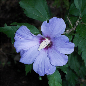 Rothko Chapel ( Tone Sketch)