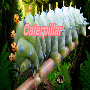 Catterpilla