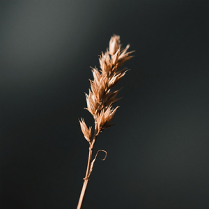 ความรู้สึกในหัวใจ