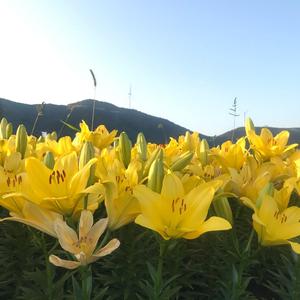 匆匆那年钢琴弹唱选段