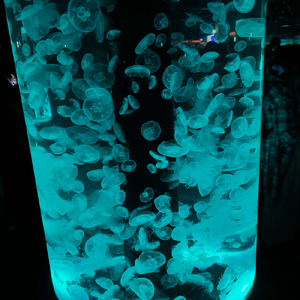 時事タロウテーマソング