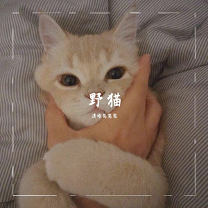 野猫 Demo（第一版即兴版）
