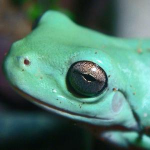 Animal Acts And Other Attractions (Faeces Eruption)