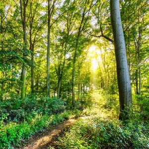 432 Hz Positive Vibrations