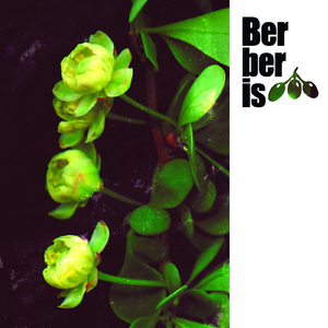 Constructor (Original Mix)