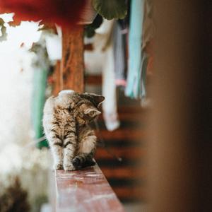 写给山鬼听 贝勒 小夕