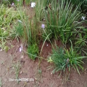 Khumbula (feat. Y Dee beatsz)