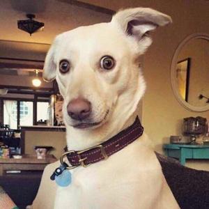 下雪的哈尔滨（cover:高进）