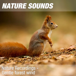 Nature Sounds for Meditation, Relaxing Exercises & Massage (Calming forest, wind) 09