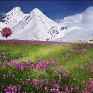 夏夜最后的烟火（官方版）