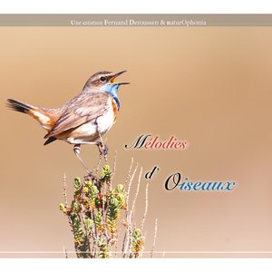 Fauvette des jardins