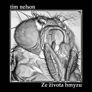 Ornithoptera alexandrae