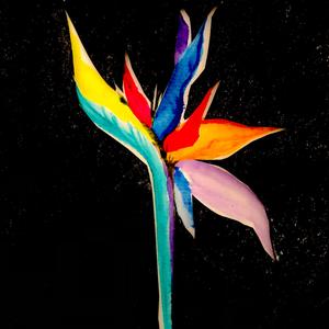 Late Night Retrograde