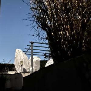 CSS (classical spring sadness)