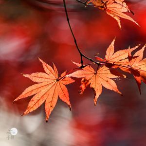 霜降幽林沾蕙若