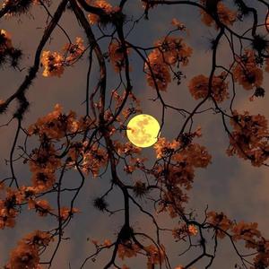 暗香涌动（Prod By FaunmU/房间里的大象）