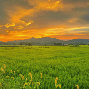 刘红果-DJ串烧（刘红果 remix）