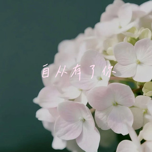 自从有了你