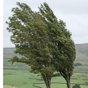 Speing winds