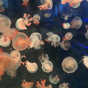 红色高跟鞋(Cover:蔡健雅）