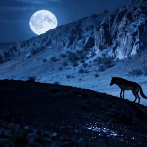 《孤独的野狼》_20251222_180214.wav