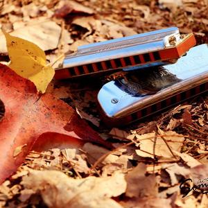 我们的田野_布鲁斯口琴