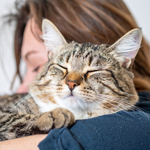 Comodidad Para Gatos Durmiendo