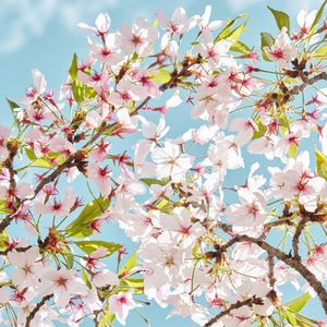 BYEBYE了我们爱的绿茶姑娘