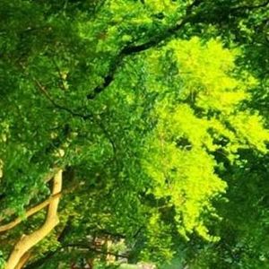 心里是那么的悲伤 (2)