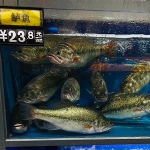 黑乌鸦和少女live（cover裘德）