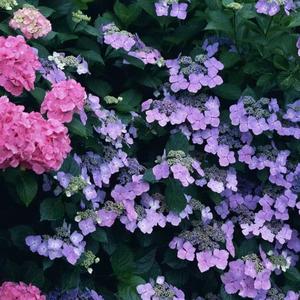 致一位龙泉的女孩