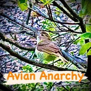 Avian Anarchy (feat. Pablo plexippus & Angelo Sounds)