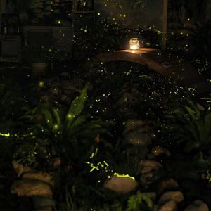 萤火之森（催眠钢琴曲）