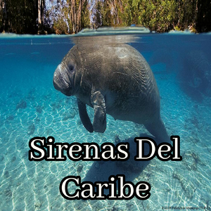 Карибские русалки